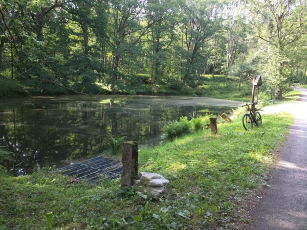 Teich in Fichtenbach